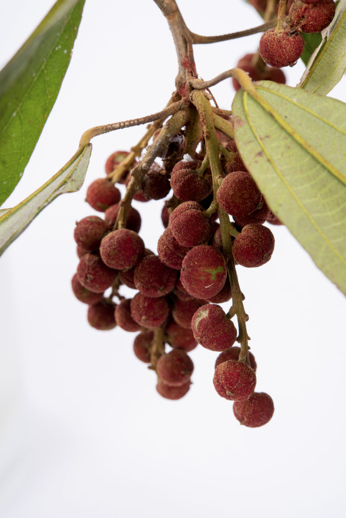 Red Kamala - Peter Derrett