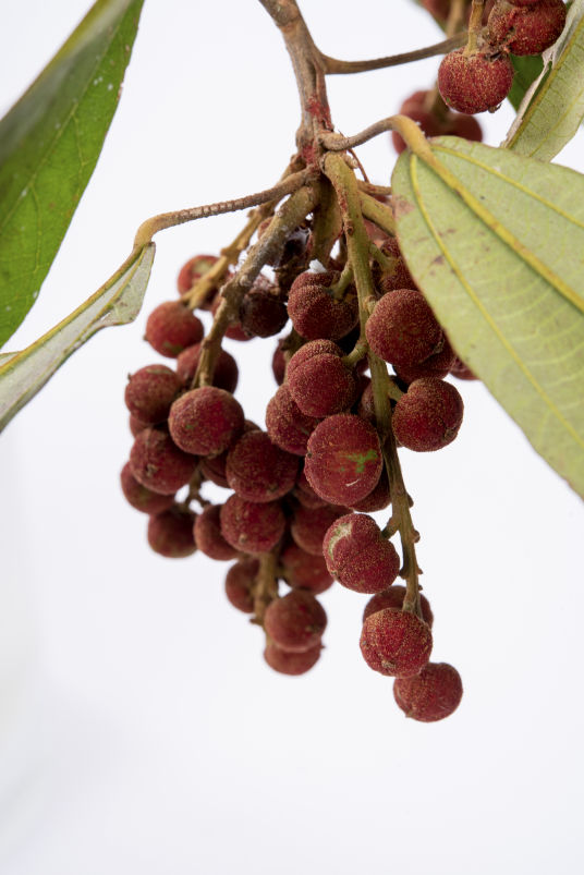 Red Kamala - Peter Derrett