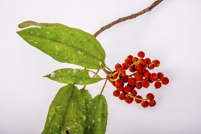 Red Kamala - Peter Derrett