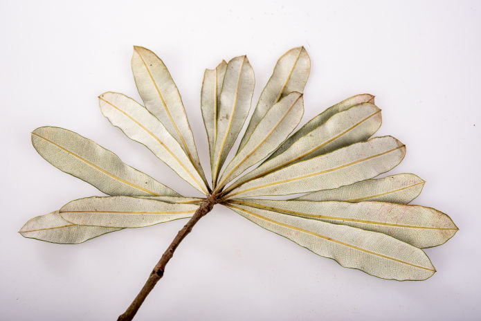 Banksia - Peter Derrett