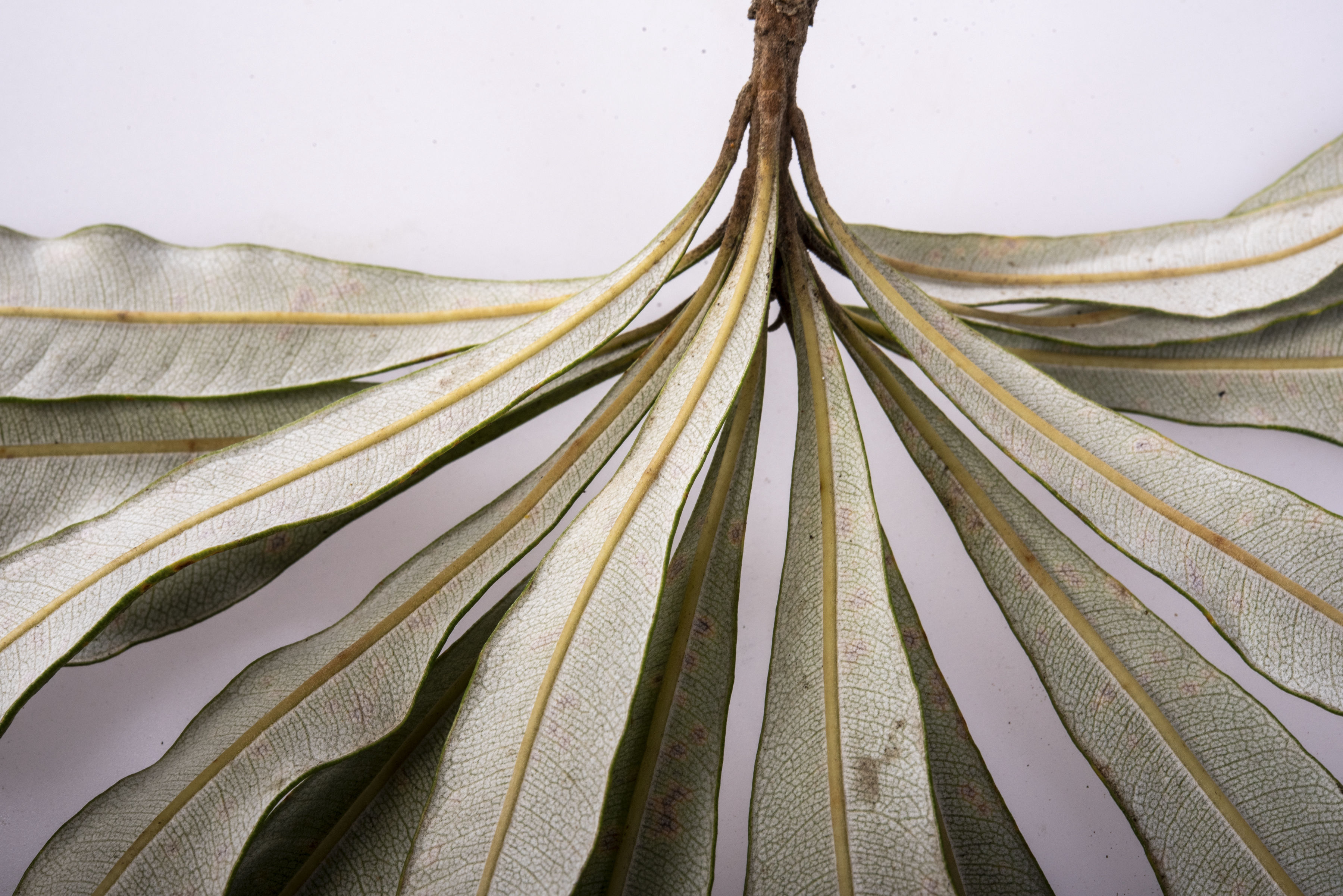 Banksia - Peter Derrett