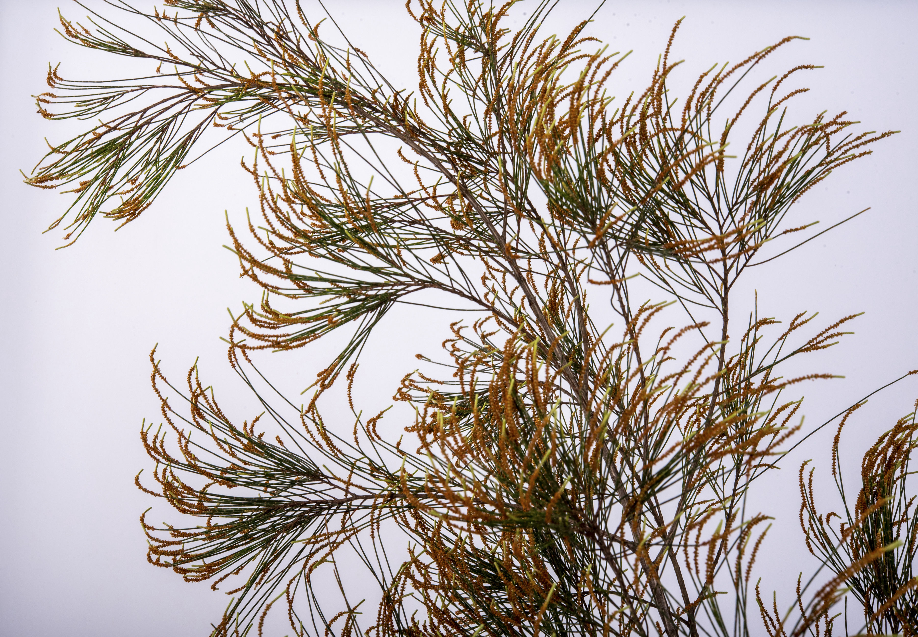 Sheoak - Peter Derrett