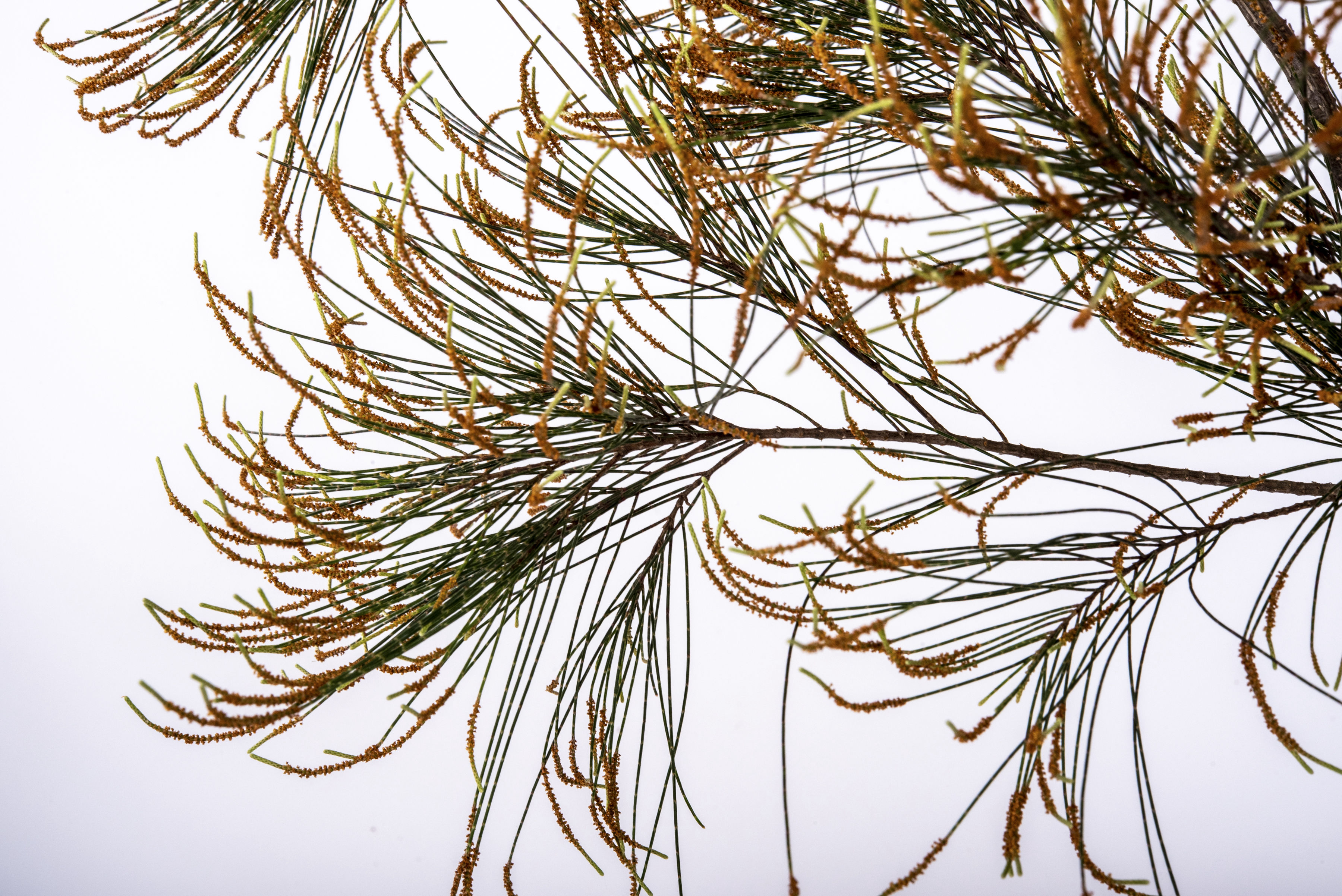 Sheoak - Peter Derrett