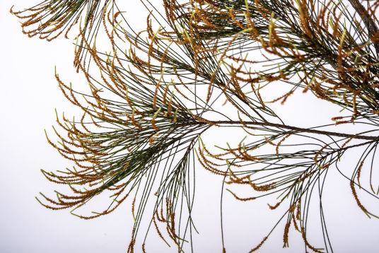 Forest Sheoak - Peter Derrett