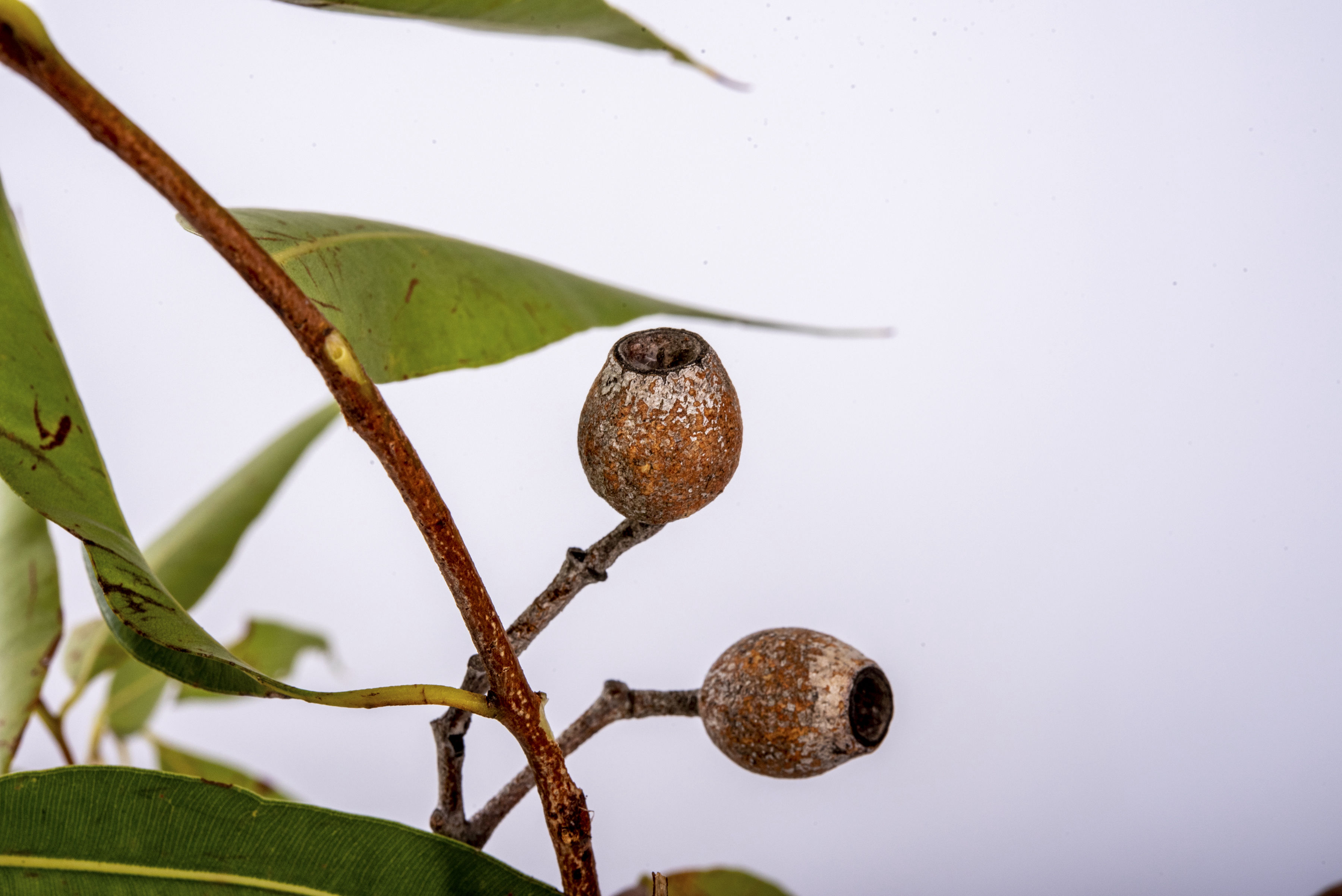Eucalypt - Peter Derrett