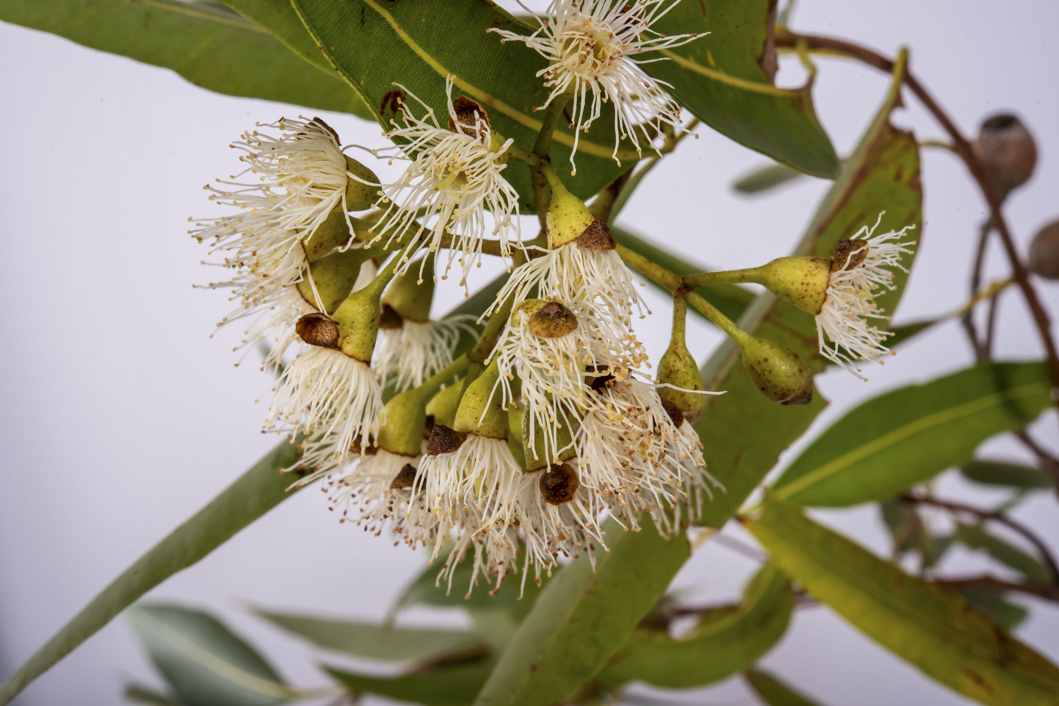 Eucalypt - Peter Derrett
