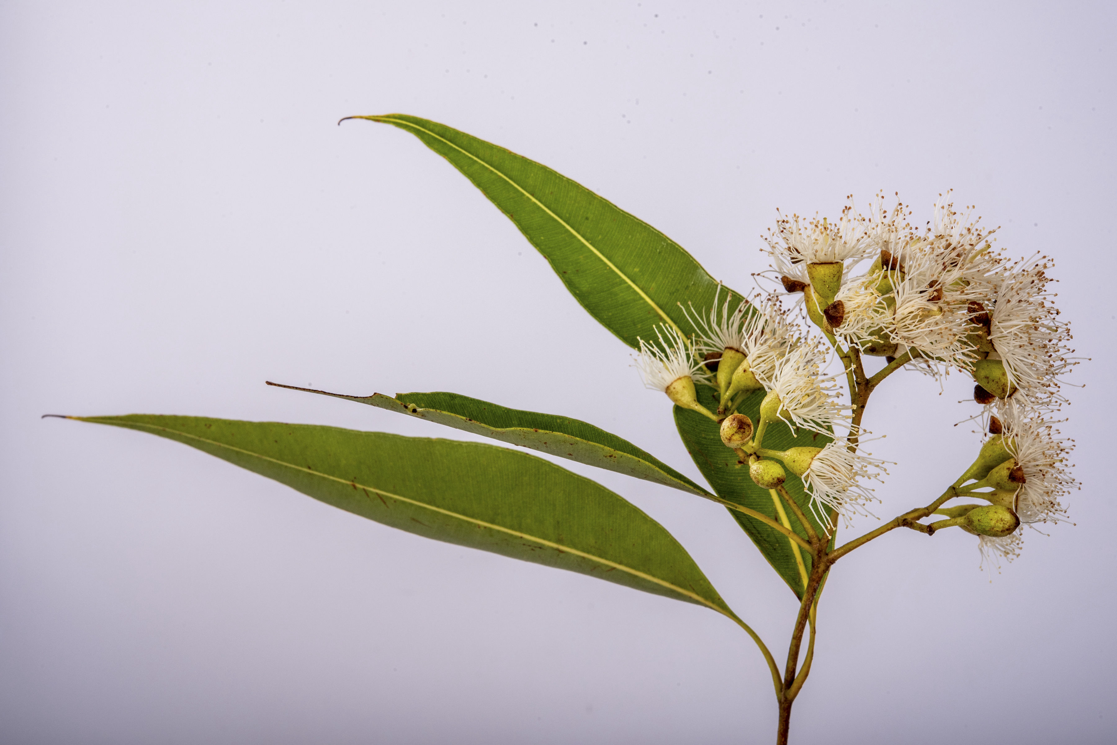 Eucalypt - Peter Derrett