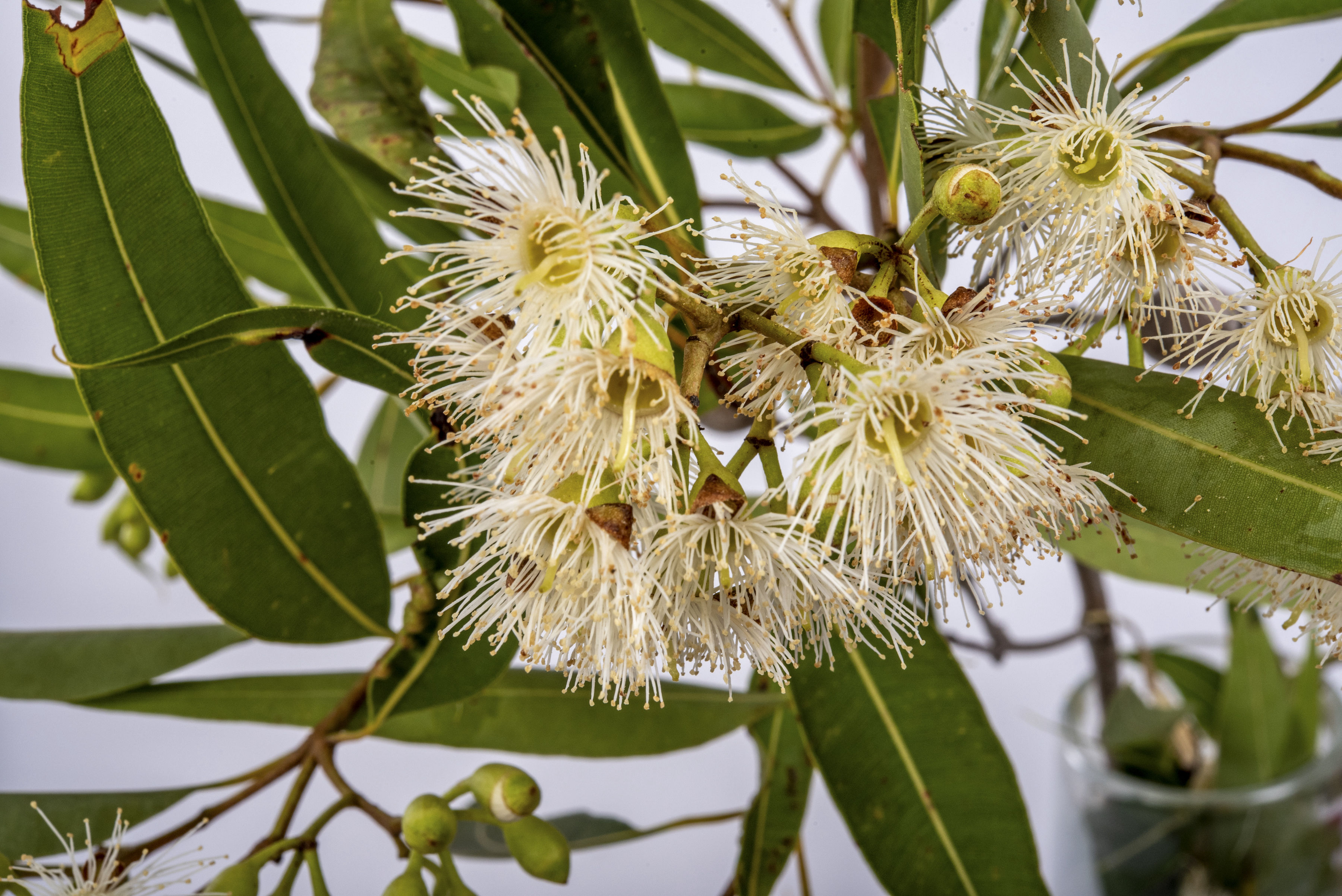 Eucalypt - Peter Derrett