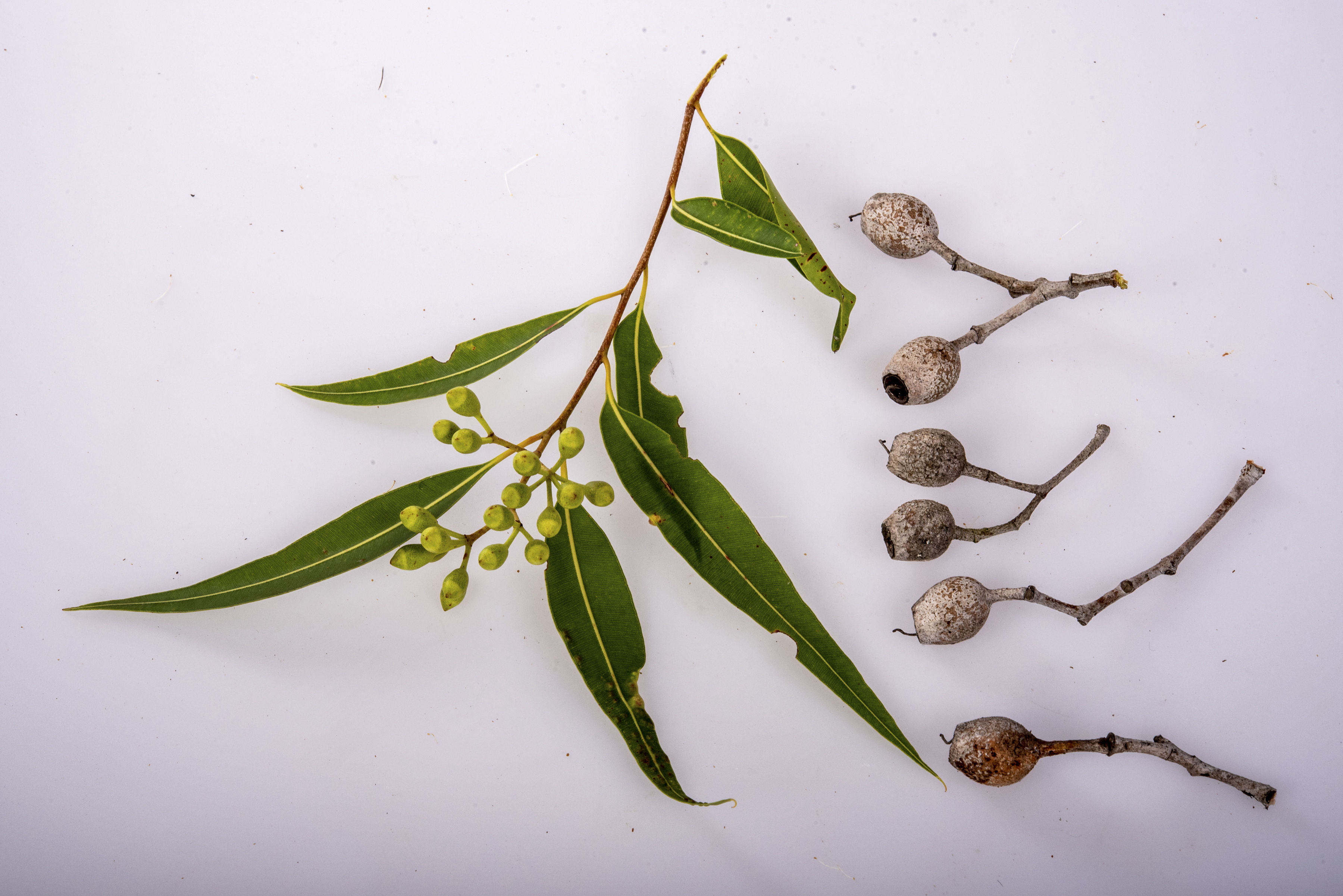 Eucalypt - Peter Derrett