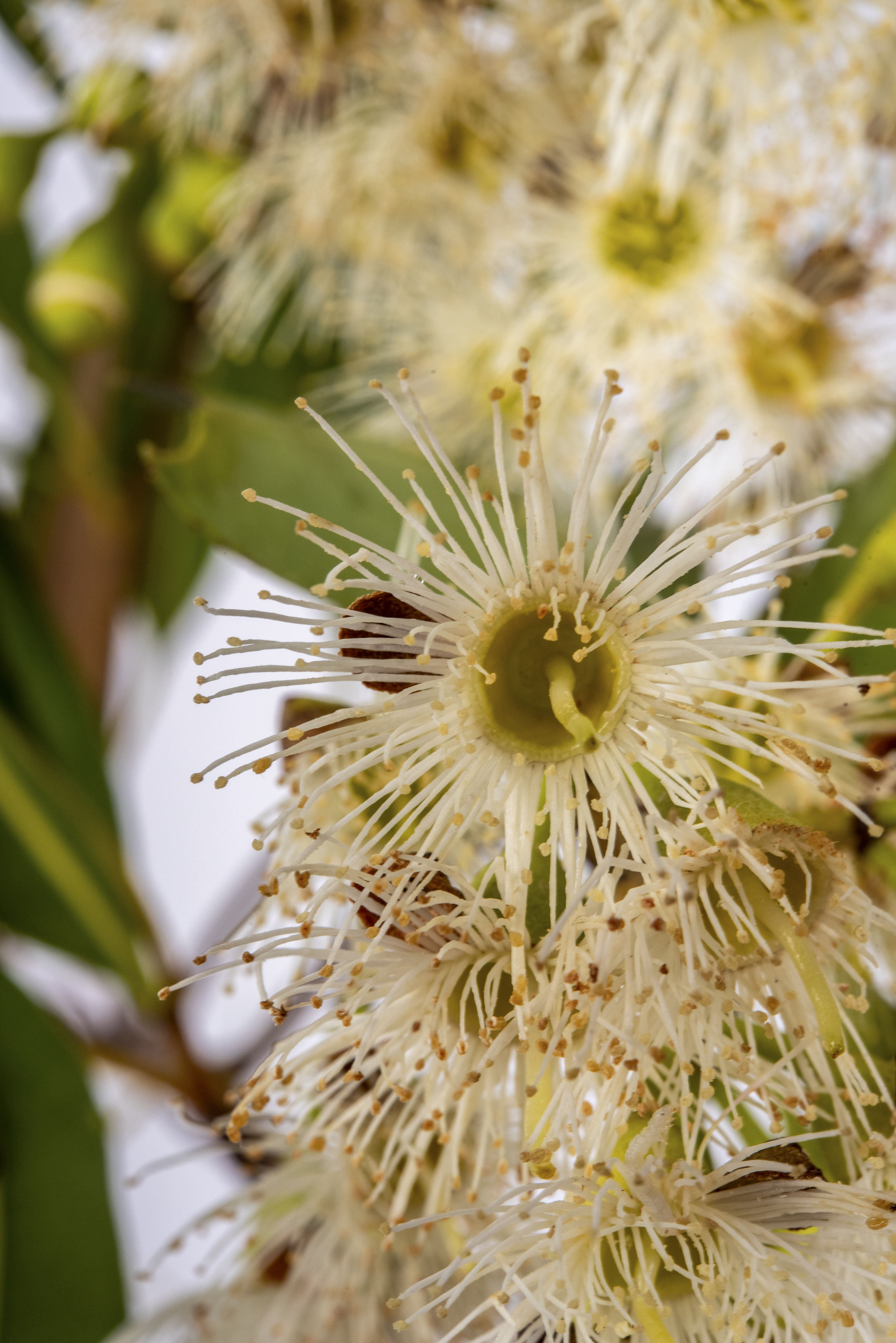 Eucalypt - Peter Derrett