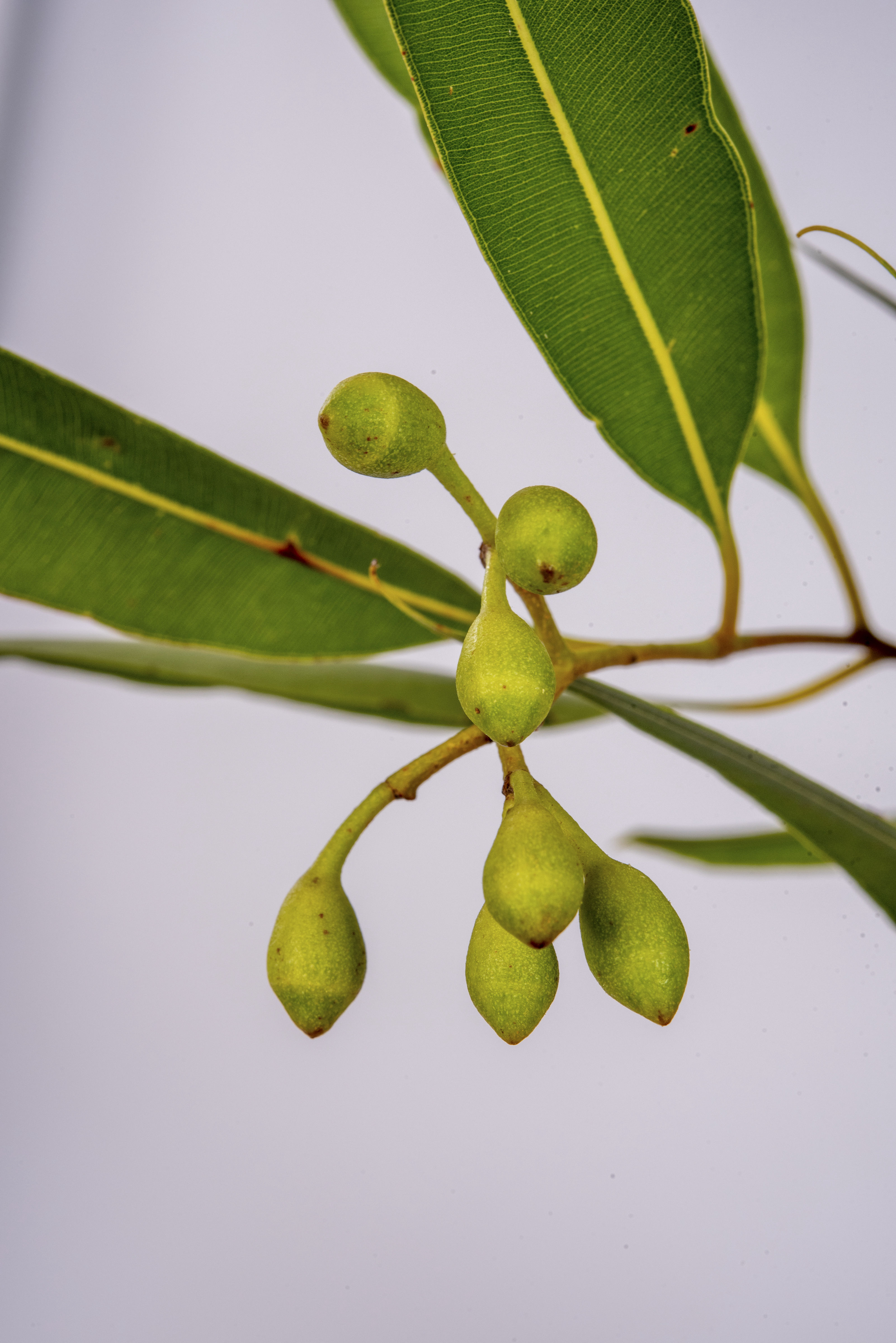 Eucalypt - Peter Derrett