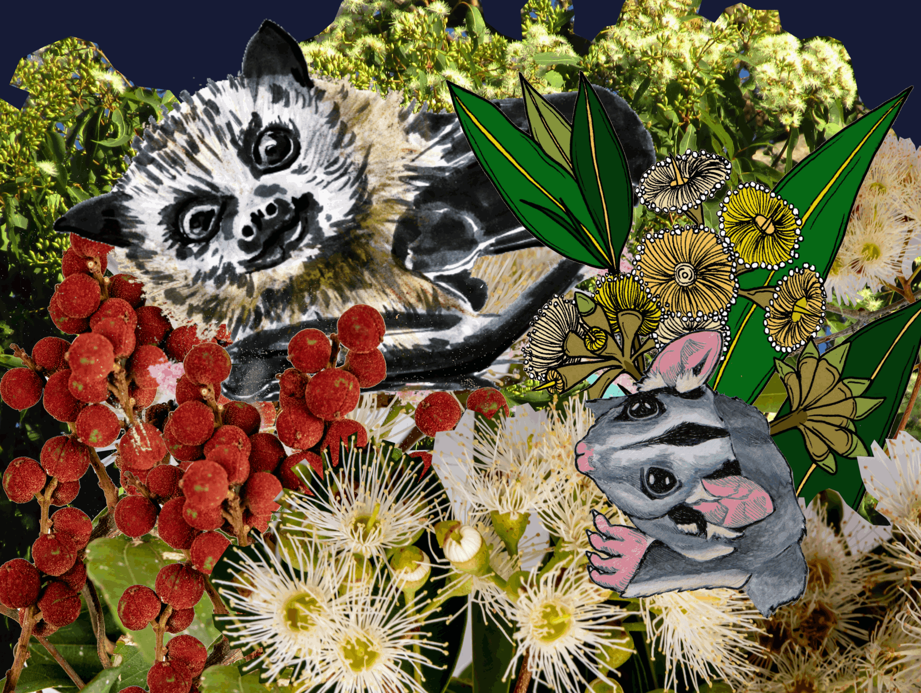 Acacia meets the flying-foxes - Abi Andrews