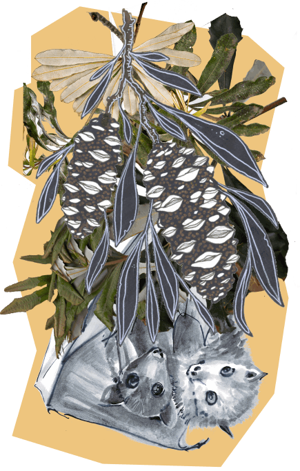 Flying-fox mother and baby - Abi Andrews