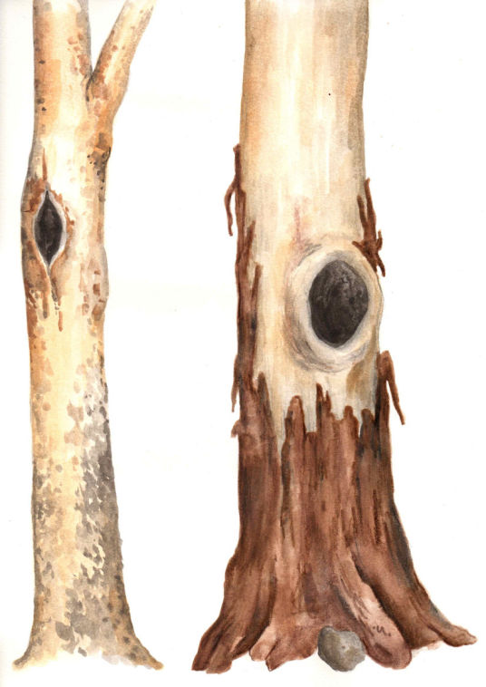 Trees with hollows - Kerry Negus