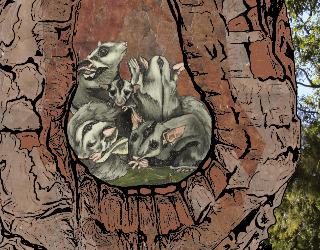 Acacia the Squirrel Glider with her original family - Abi Andrews