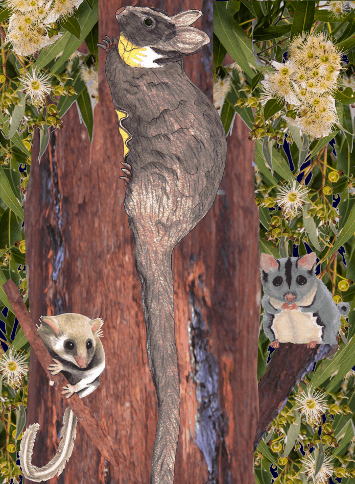 Acacia meets Toffee and Fringe - Abi Andrews