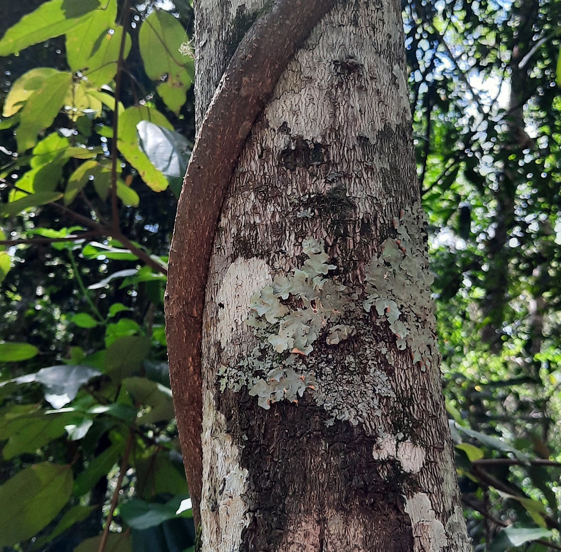 Bungabbee - Jenny Unwin