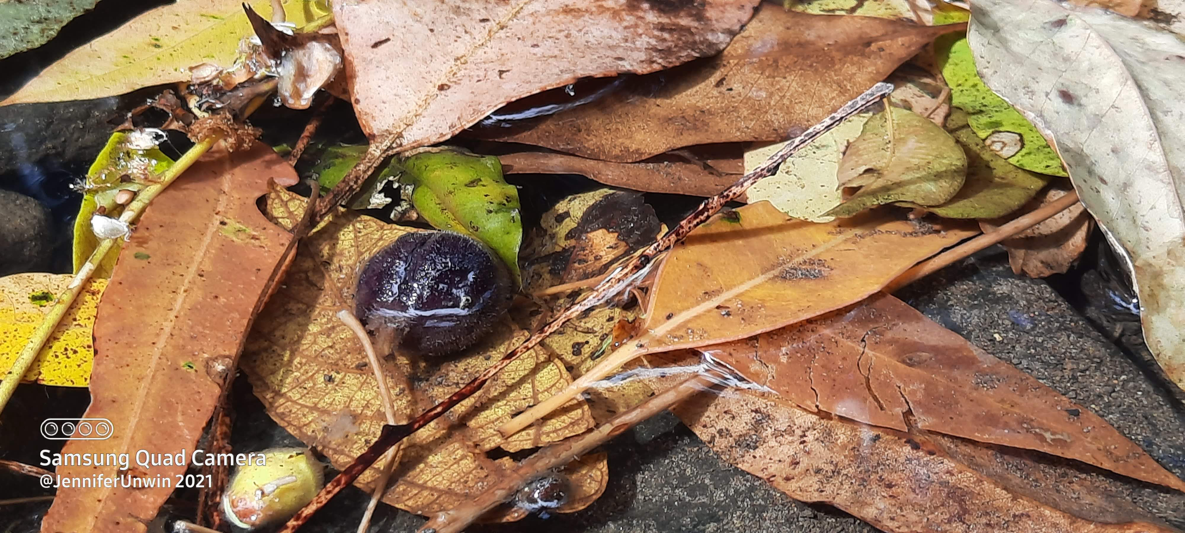 Bungabbee - Jenny Unwin