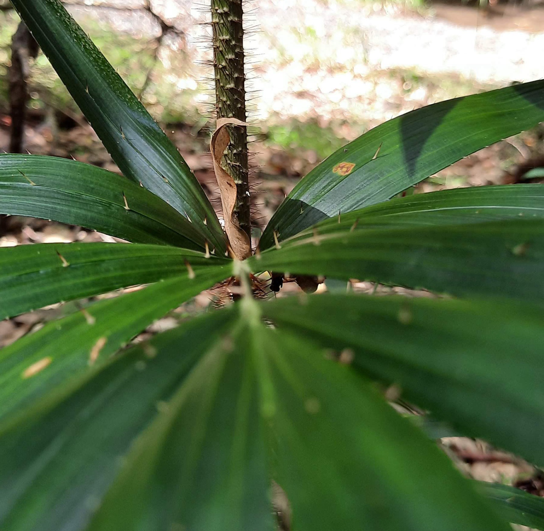 Bungabbee - Jenny Unwin