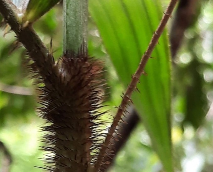 Bungabbee - Jenny Unwin