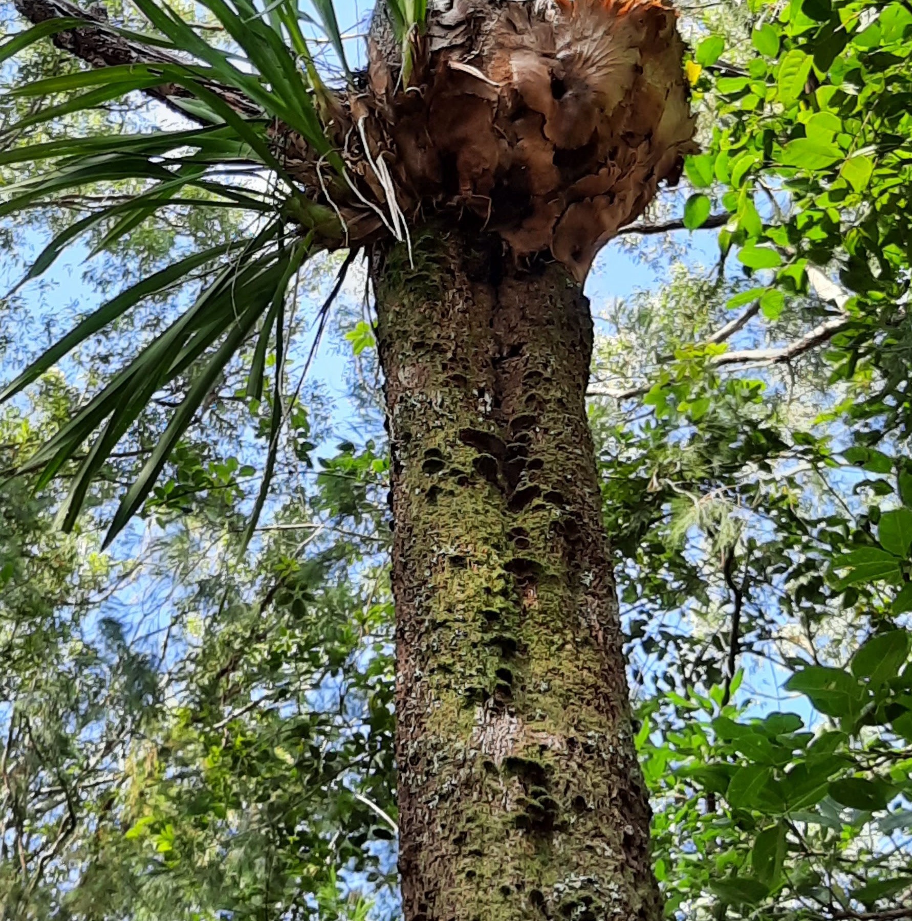 Bungabbee - Jenny Unwin