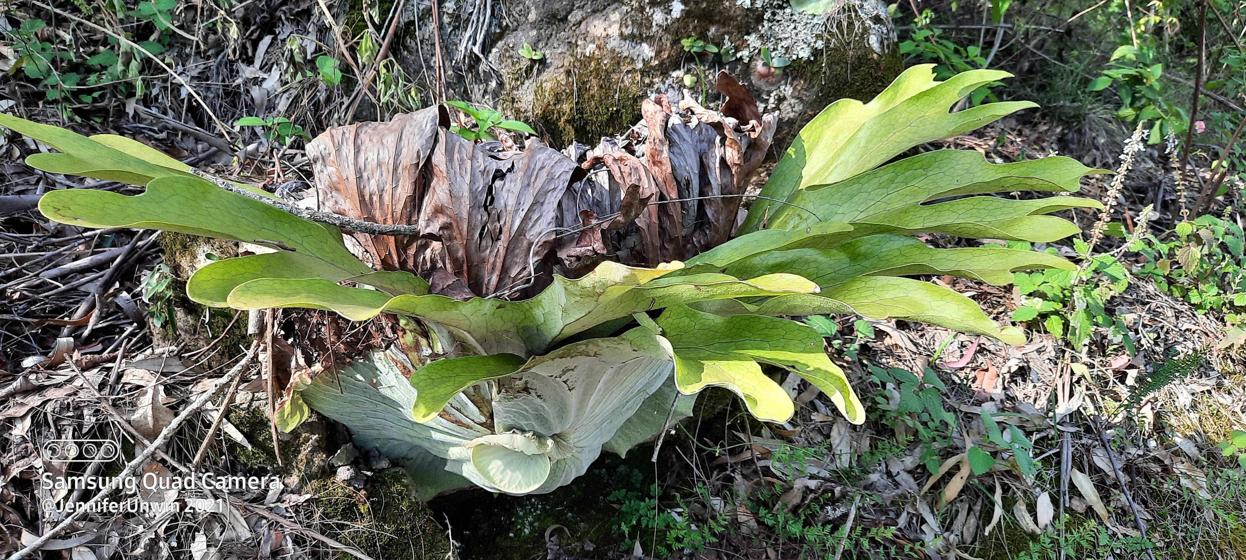 Bungabbee - Jenny Unwin