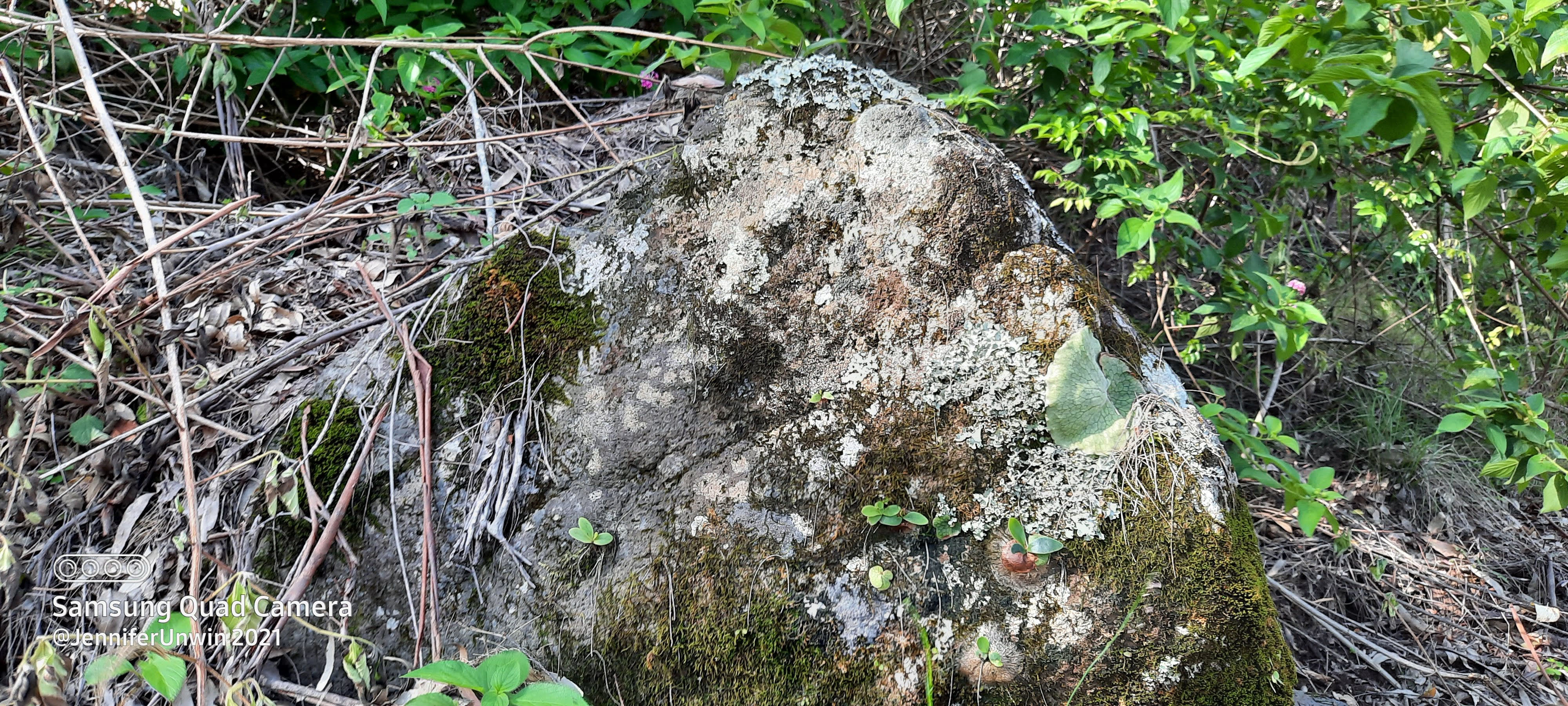 Bungabbee - Jenny Unwin