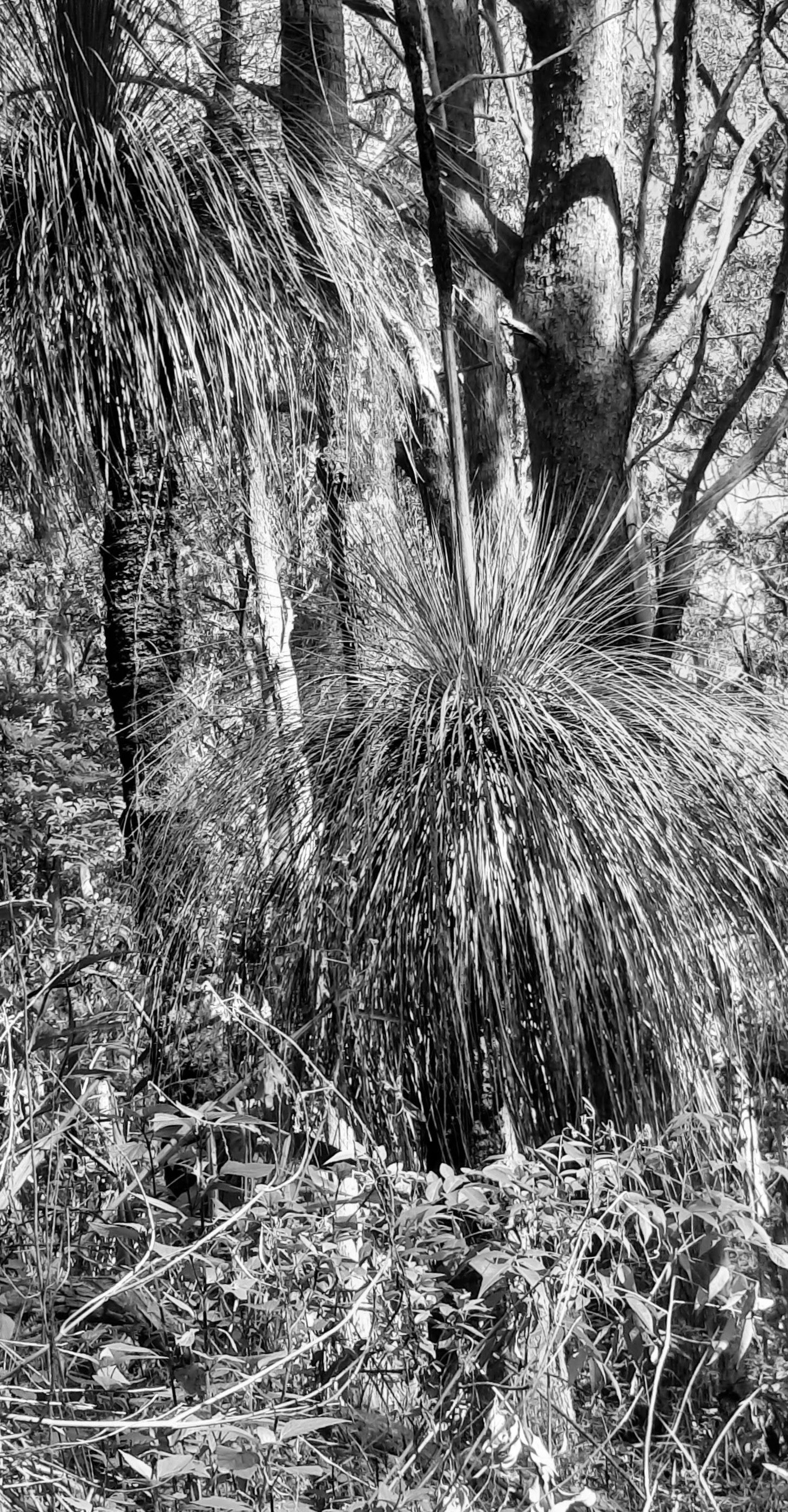 Bungabbee - Jenny Unwin