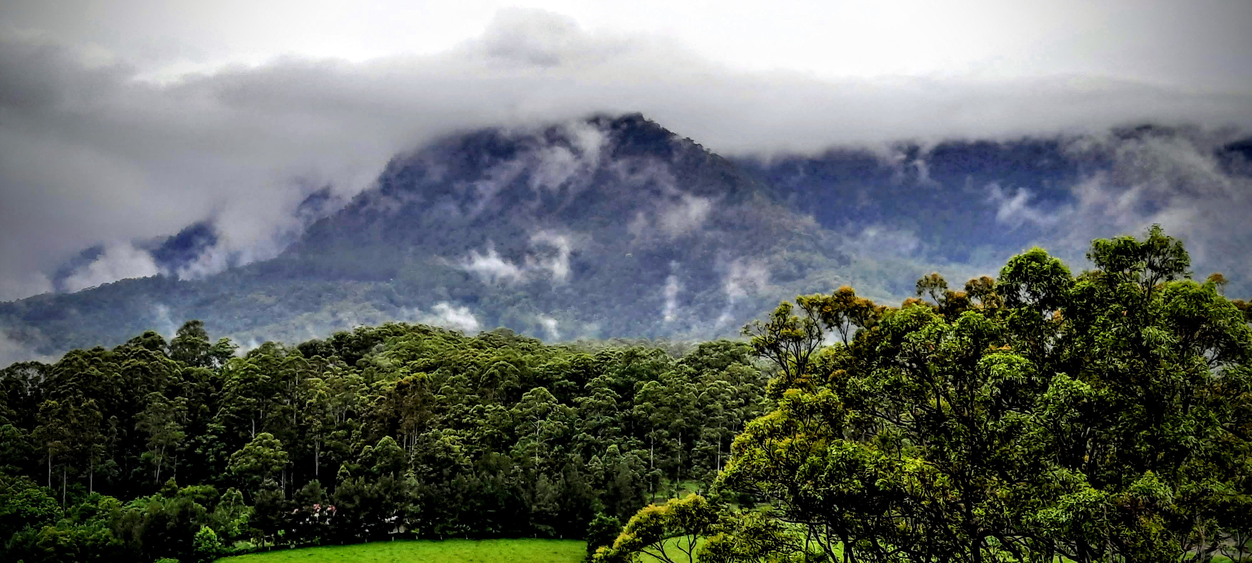 Bungabbee - Jenny Unwin