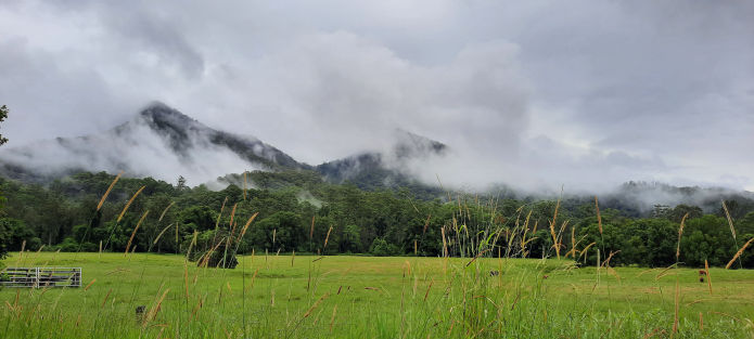 Bungabbee - Jenny Unwin