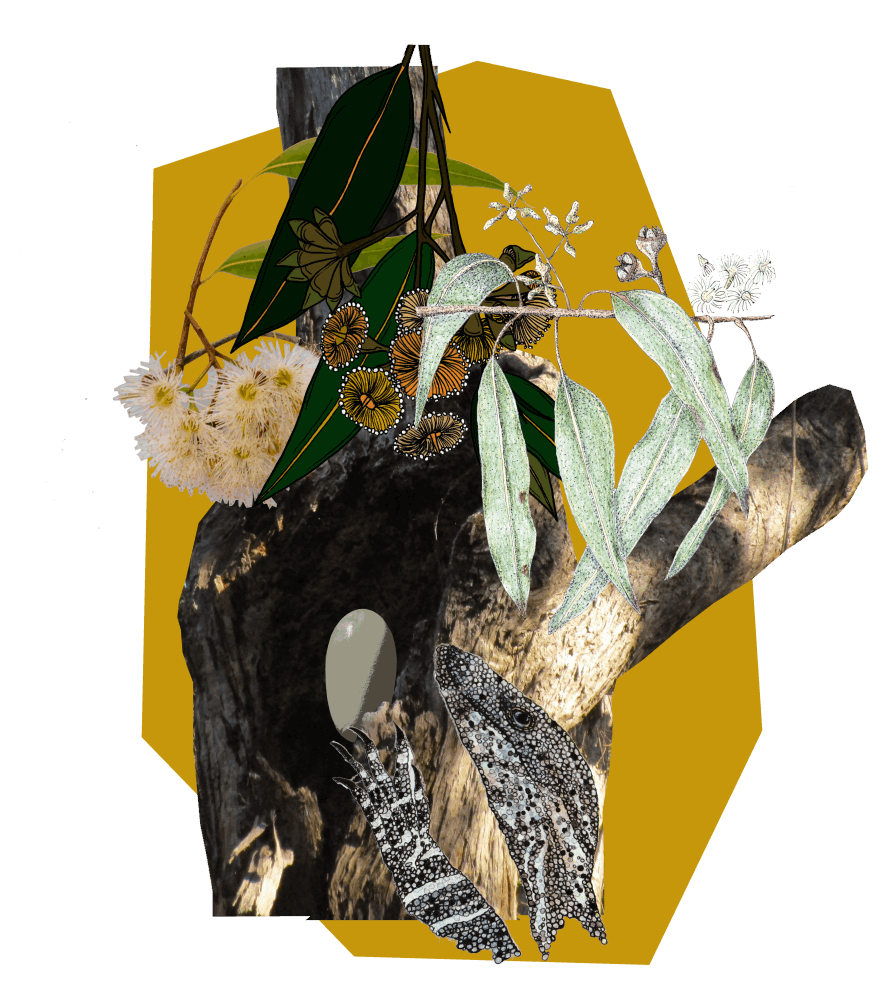 Goannas lay eggs in hollows - Abi Andrews