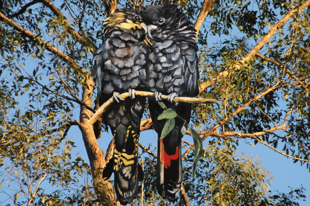 Cockatoos need hollows too - Abi Andrews