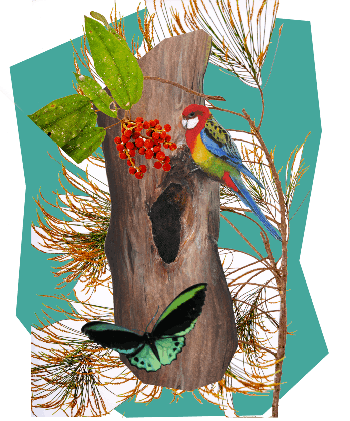 The noisy Rosella chicks want food - Abi Andrews