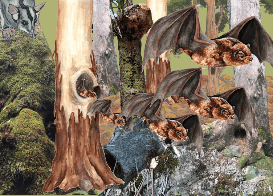 The microbats with their funny faces - Abi Andrews