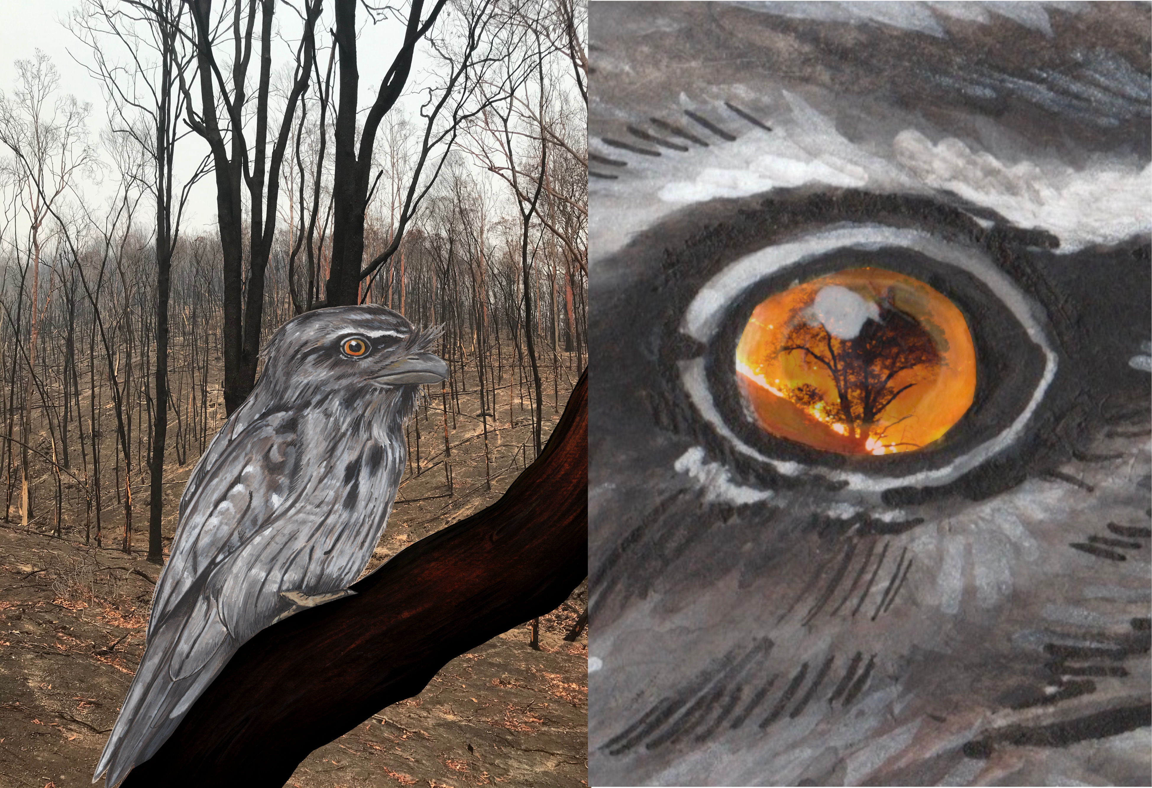 The Marbled Frogmouth tells of the fires - Abi Andrews