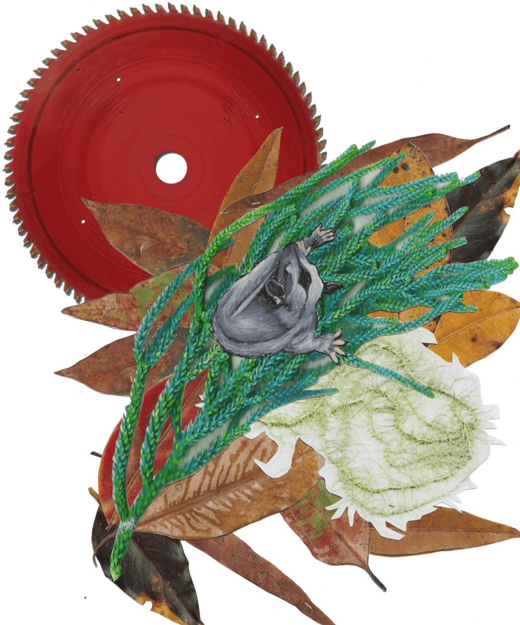 Acacia falls out of her nest - Abi Andrews