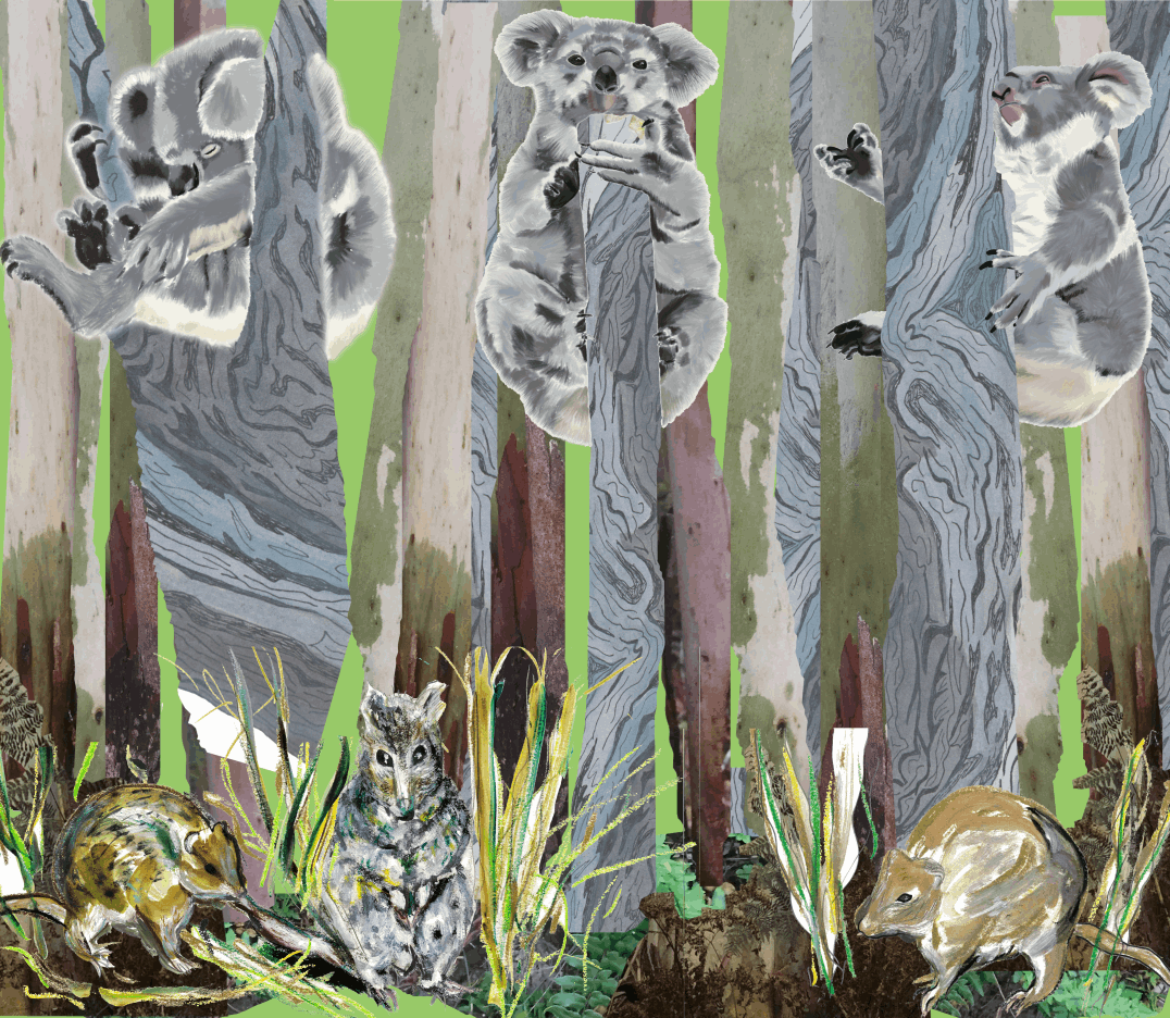 The koalas gather - Abi Andrews