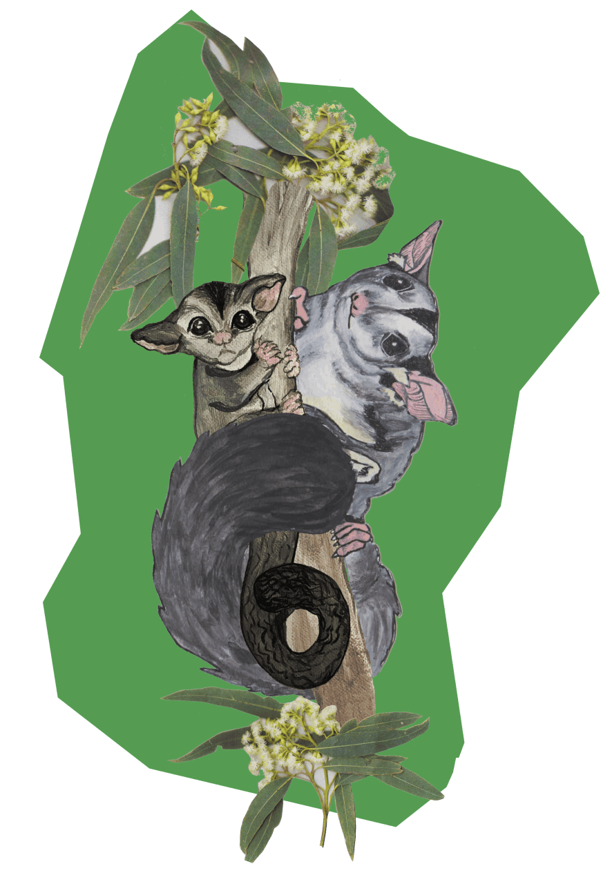 Cousin glider is scared - Abi Andrews