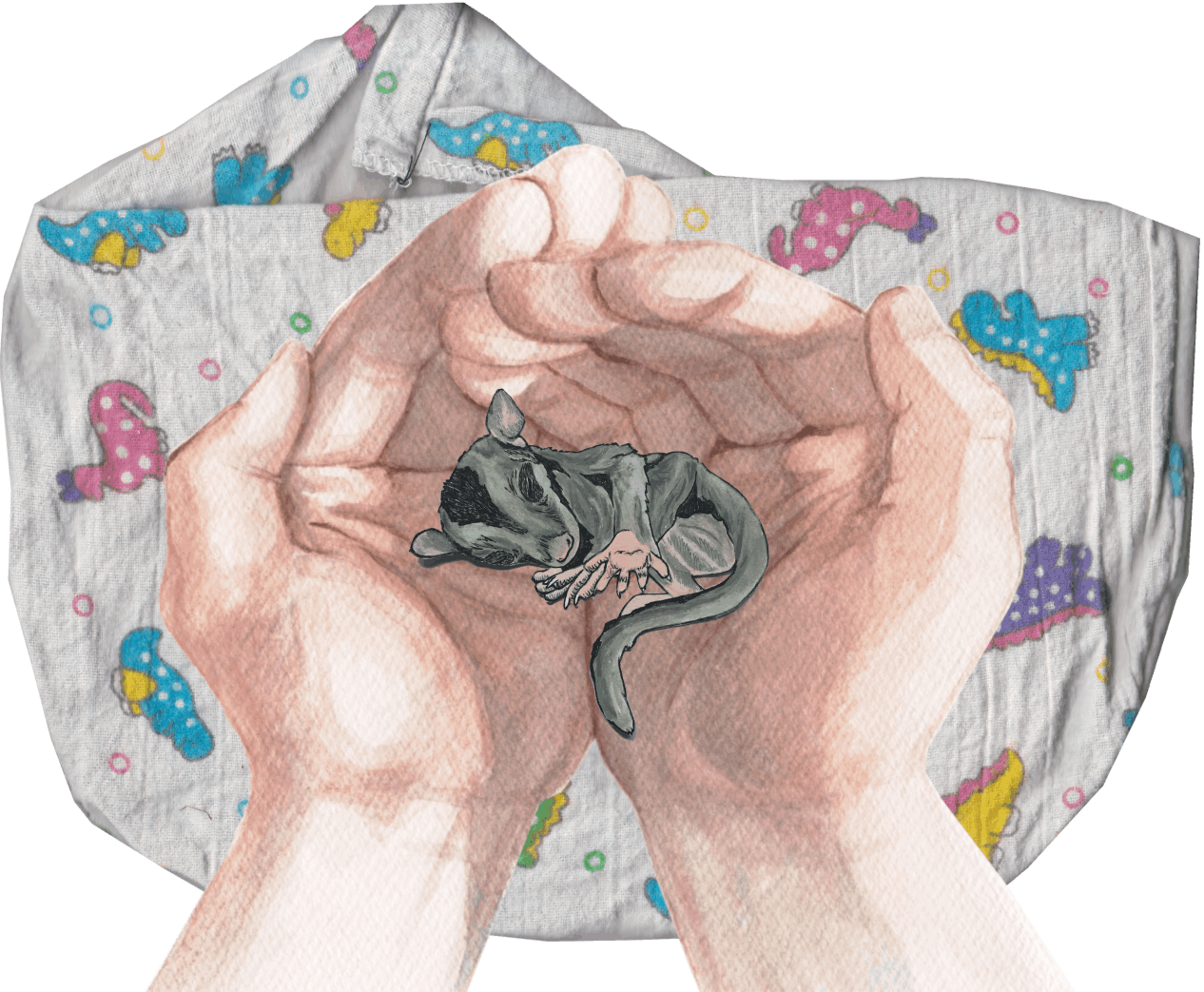 Acacia the Squirrel Glider is rescued by caring humans - Abi Andrews