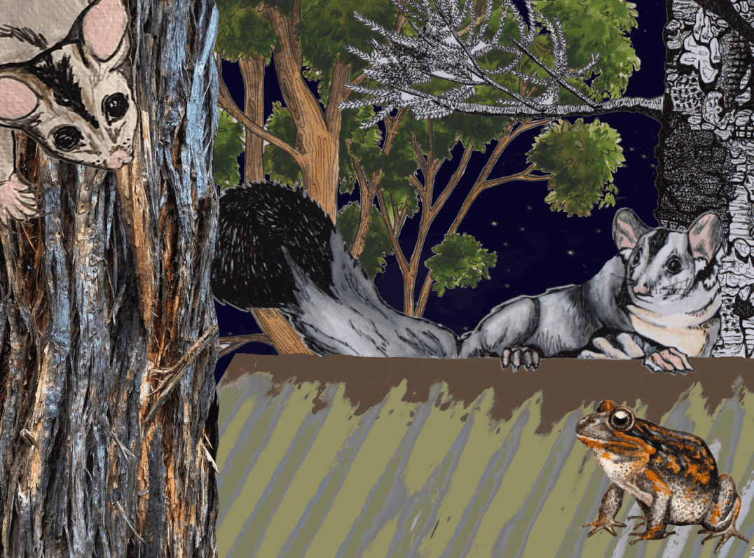 Acacia is released into the wild - Abi Andrews