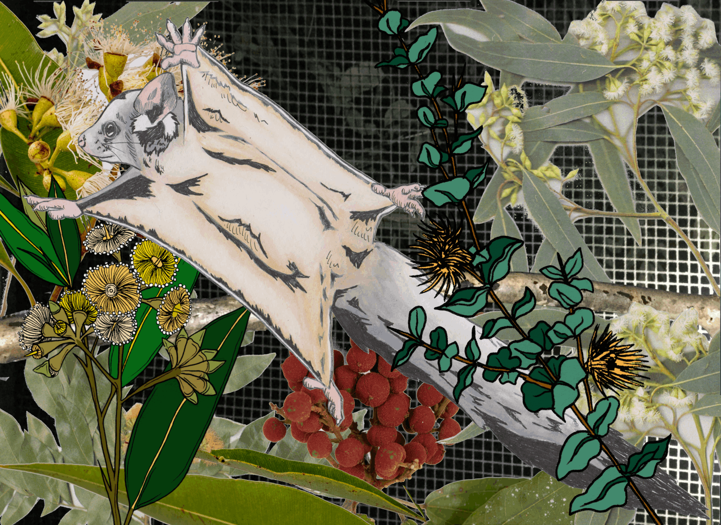 Acacia learns to glide - Abi Andrews