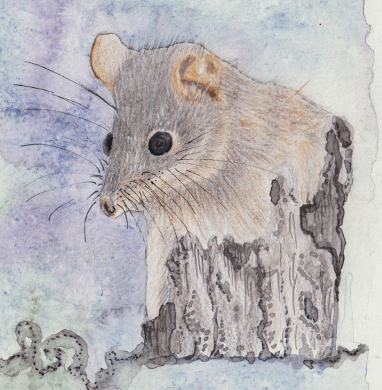 Antechinus - Amanda Doran