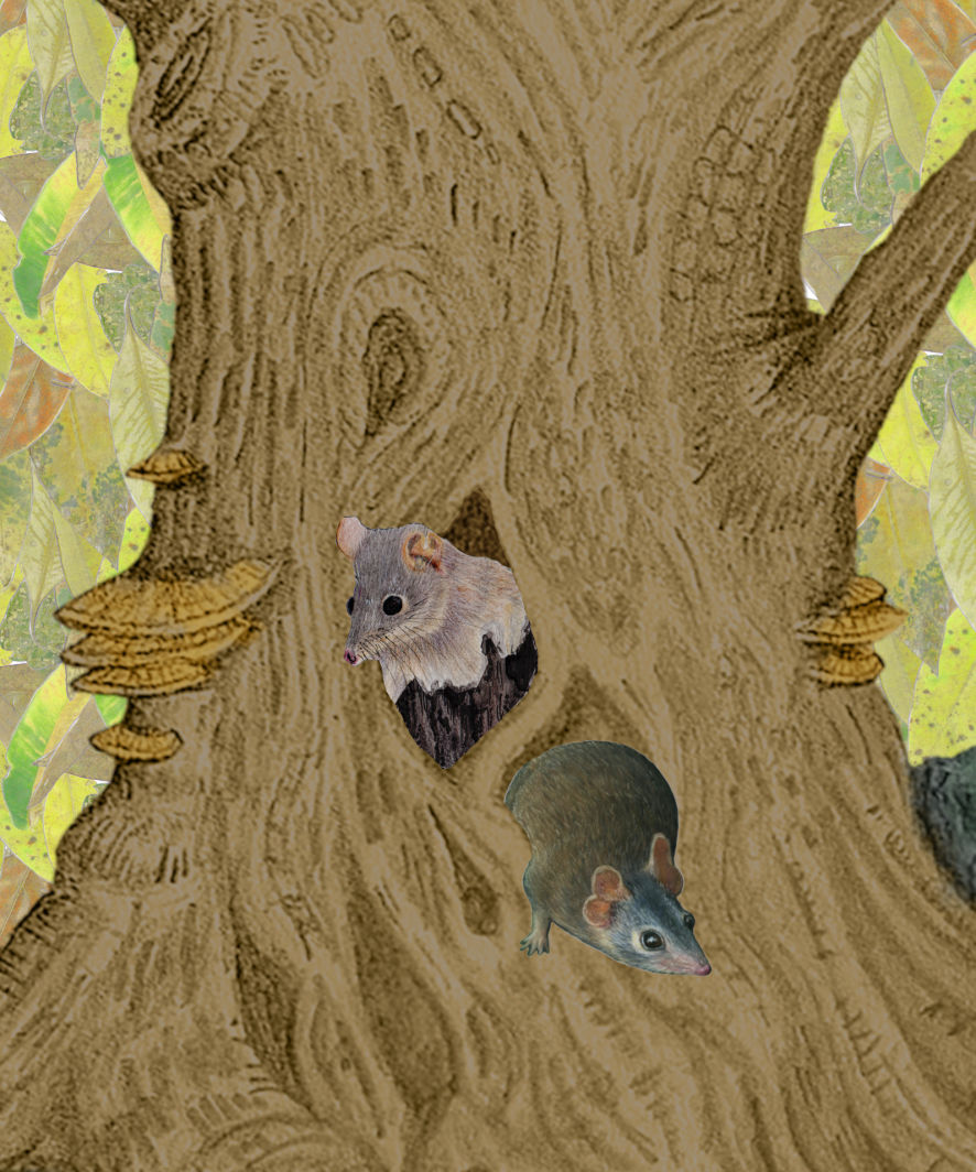The Antechinus live in tiny hollows - Abi Andrews