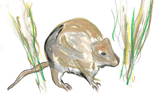 Potoroo - Claire Chatfield