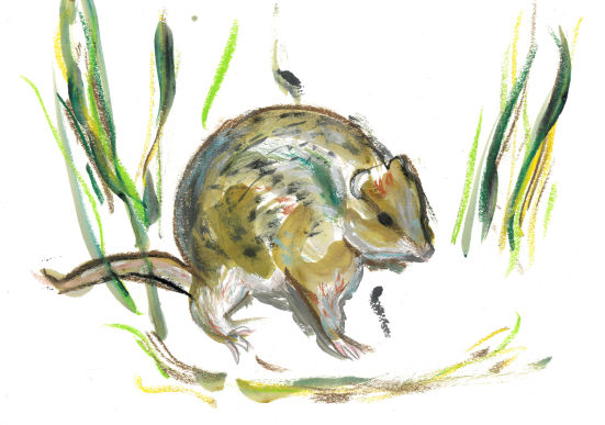 Potaroo - Claire Chatfield