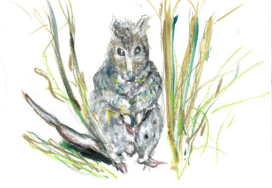 Potoroo - Claire Chatfield