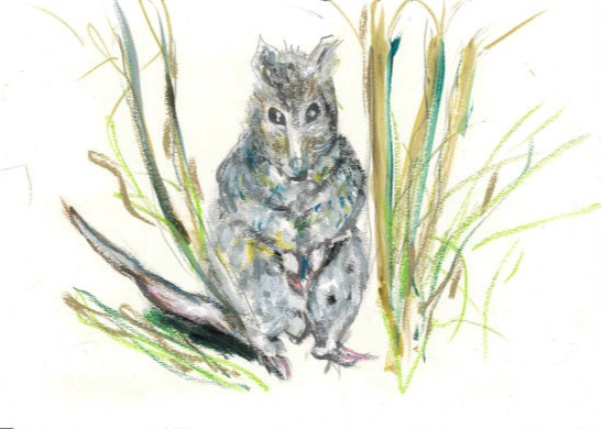 Potaroo - Claire Chatfield