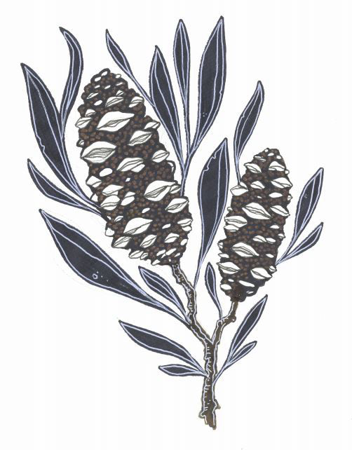 Banksia - Beki Davies