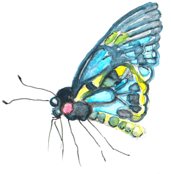 Birdwing Butterfly - Amanda Doran