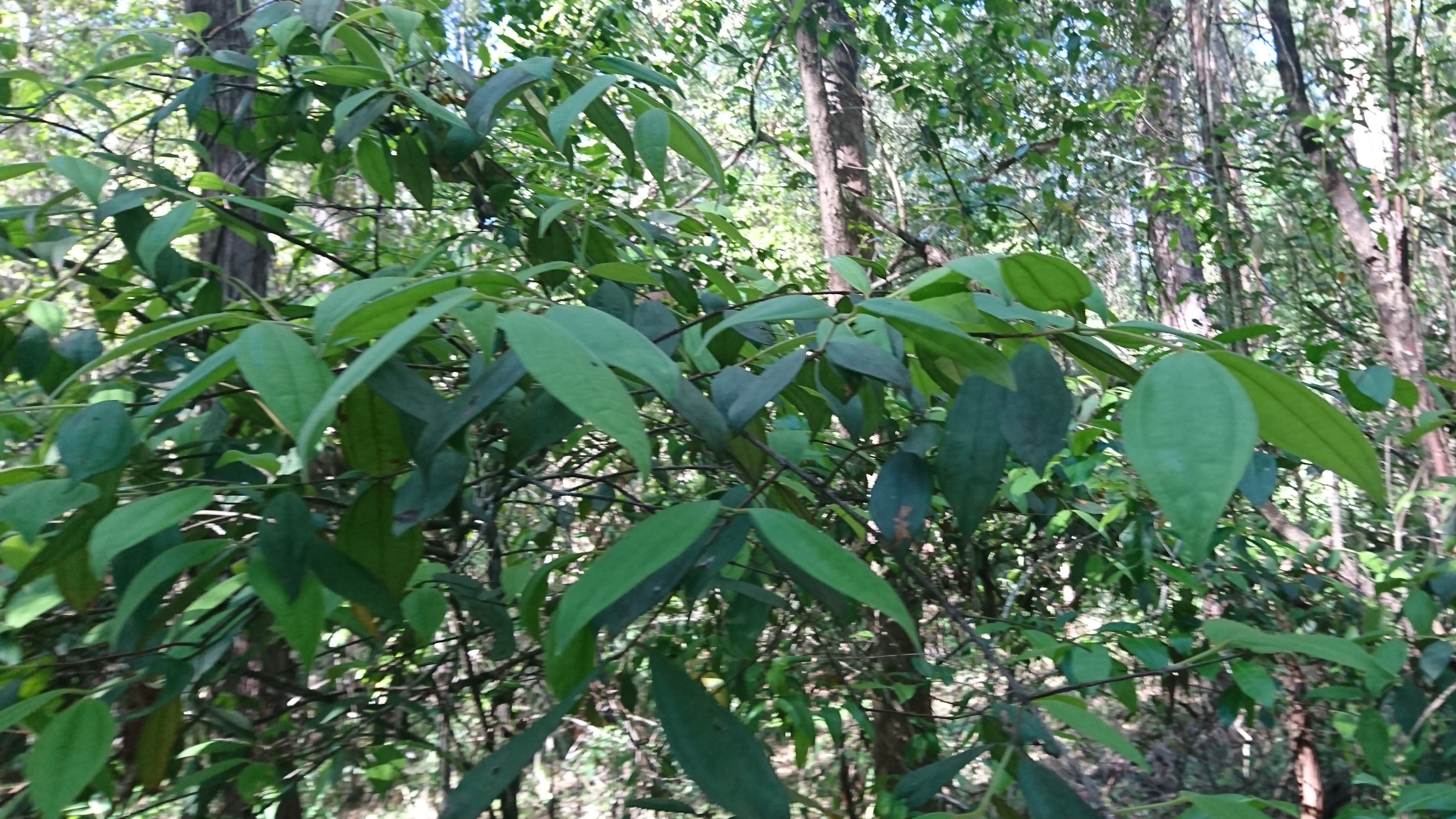 Bungabbee - Phil Jarman